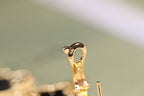 [Cyra]  CLOVER EARRINGS GOLD ONYX MOP 3 MOTIF